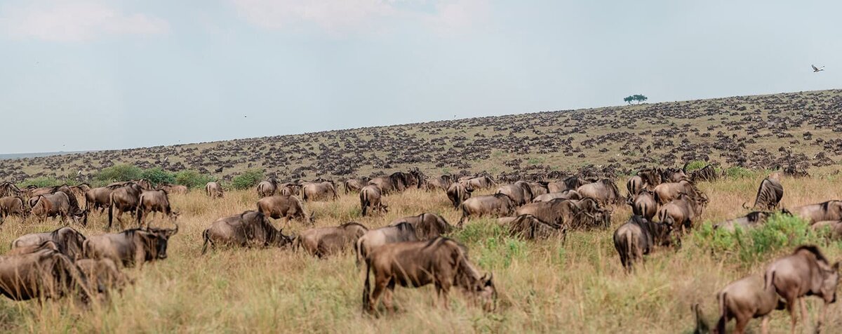 where-to-see-the-great-migration-animals-when-you-get-married-on-a-safari-Soul-and-Sky-Weddings