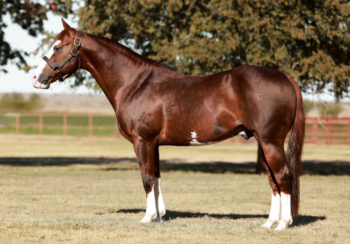 Cats Picasso, an award winning, performance stallion with brown coast and white snout and lower legs.