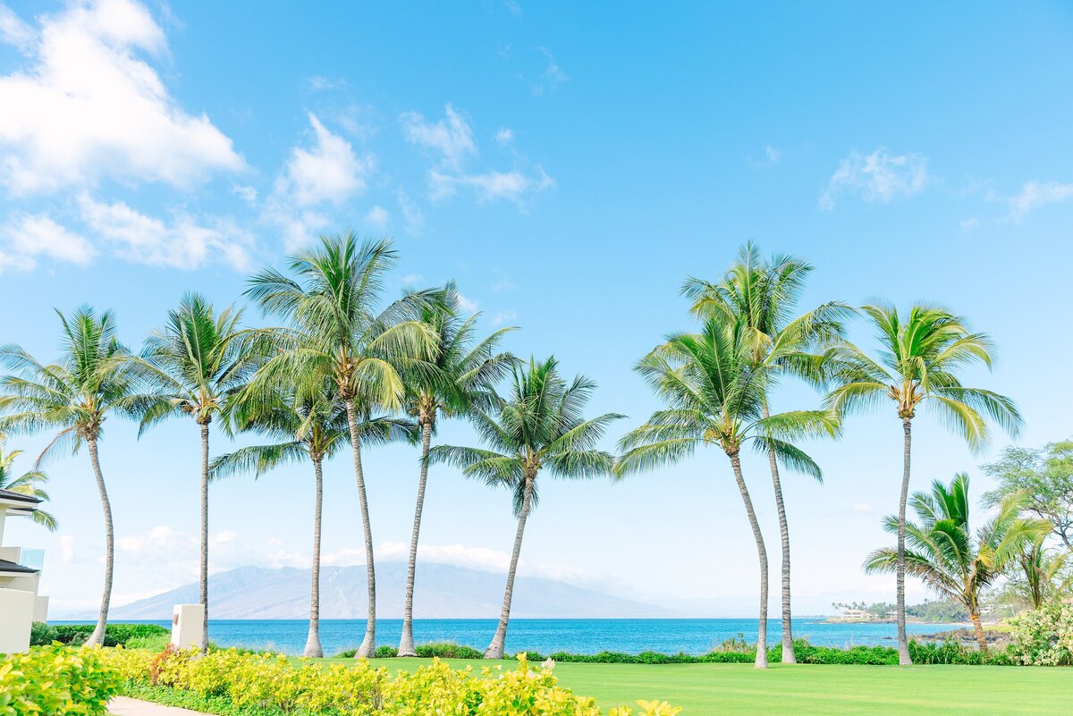 palm trees on maui hawaii