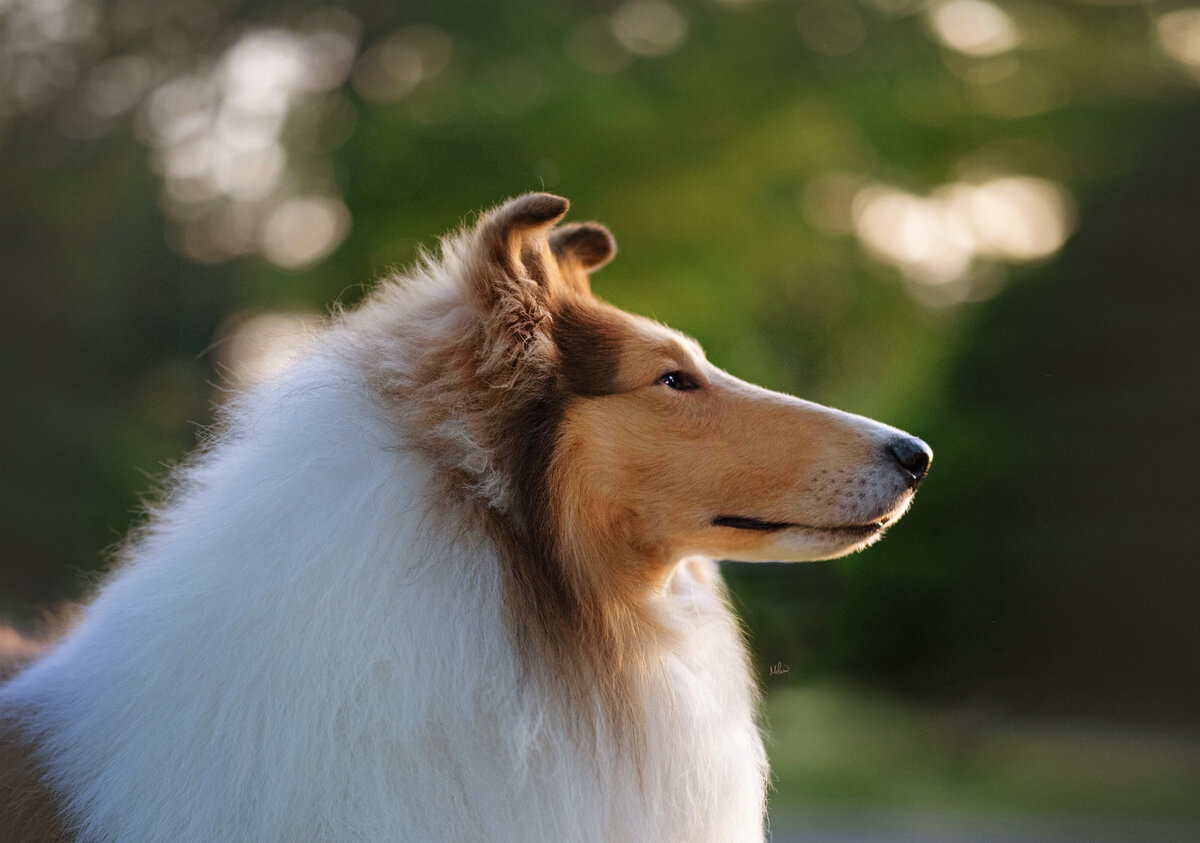 Collie