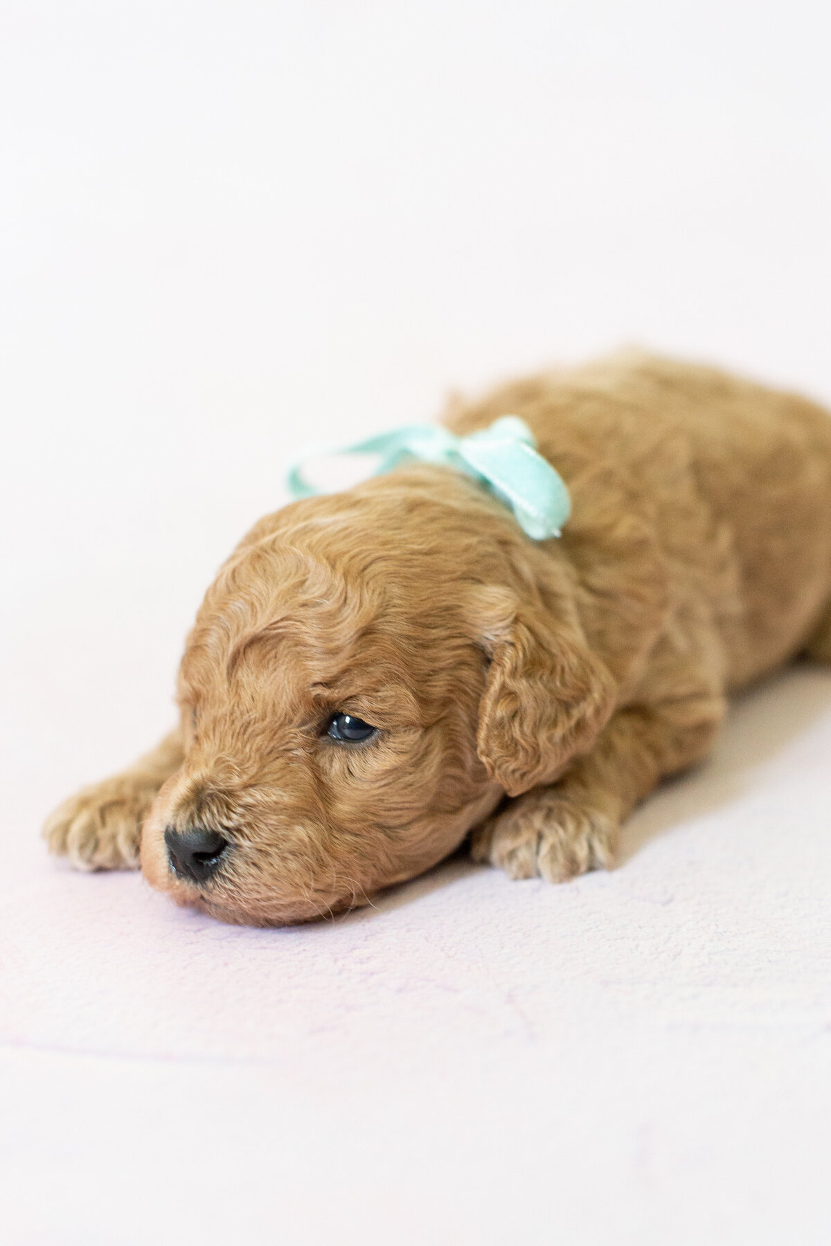 Darcy-5