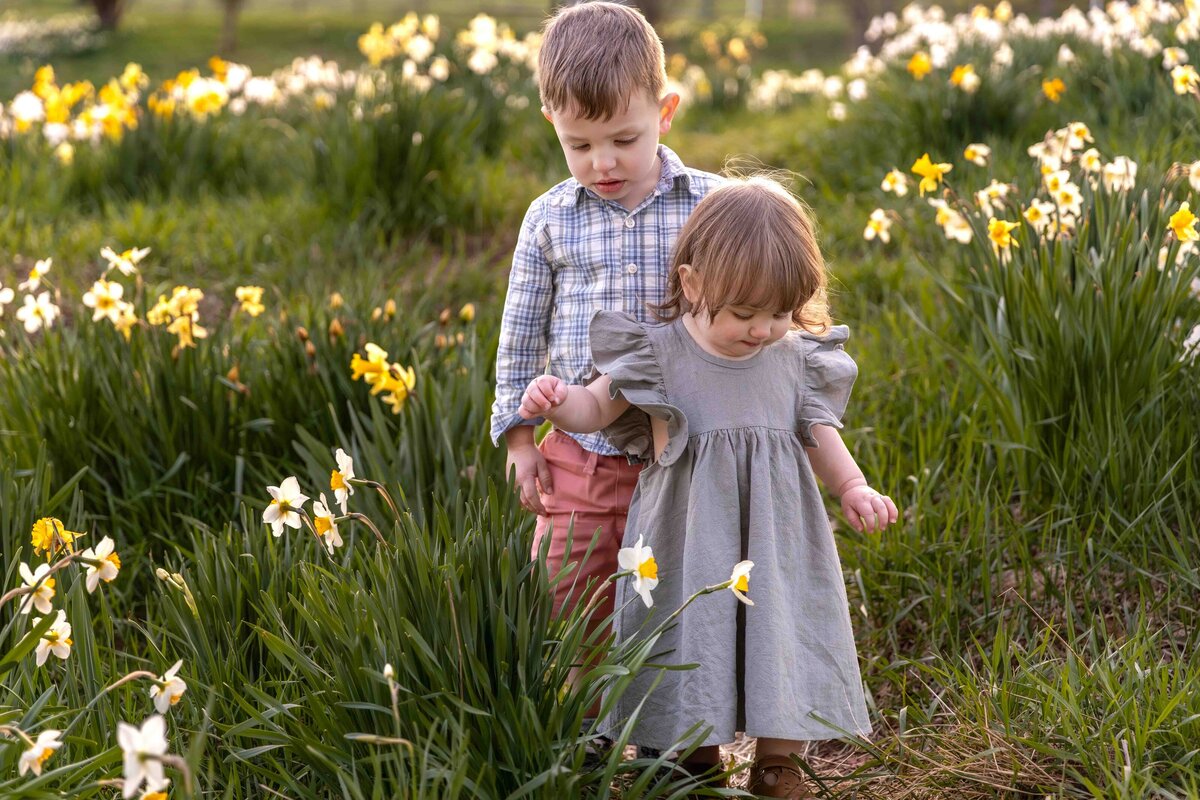 daffodils-4