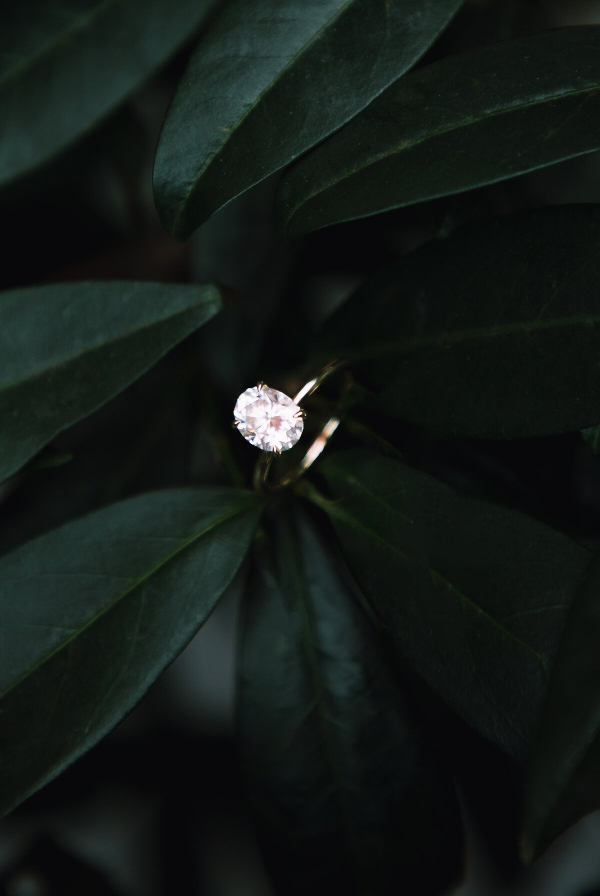 engagement ring shot