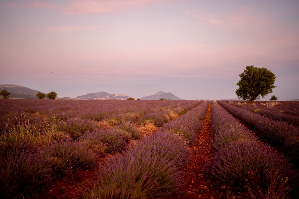 Provence_Proposal_Lavender-Valensole_0078