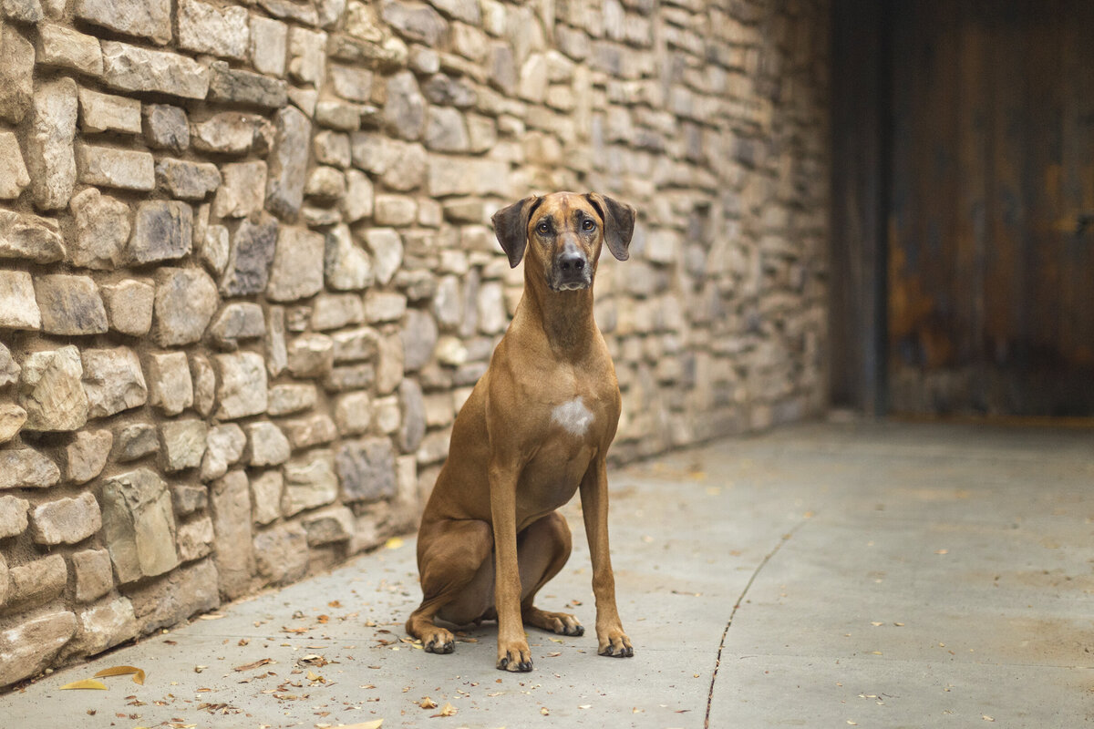 marketing pet photographer 6 copy