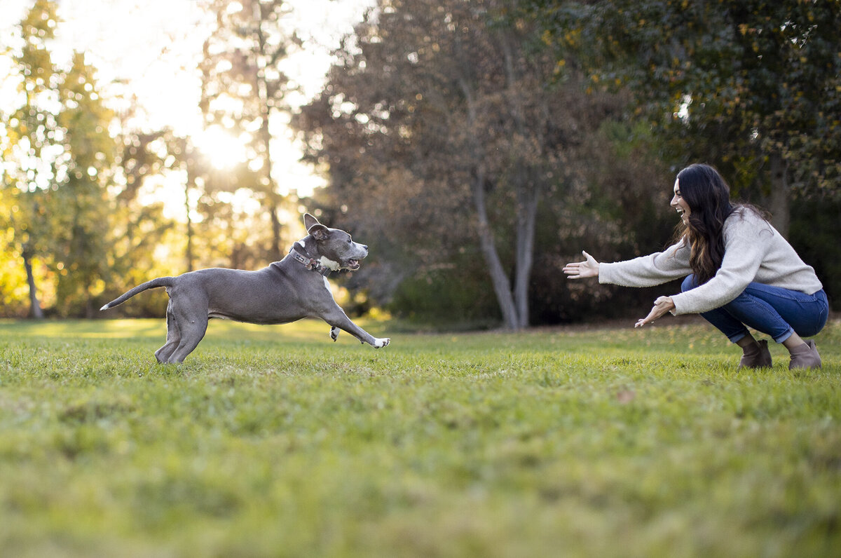 local dog photographer 1 copy