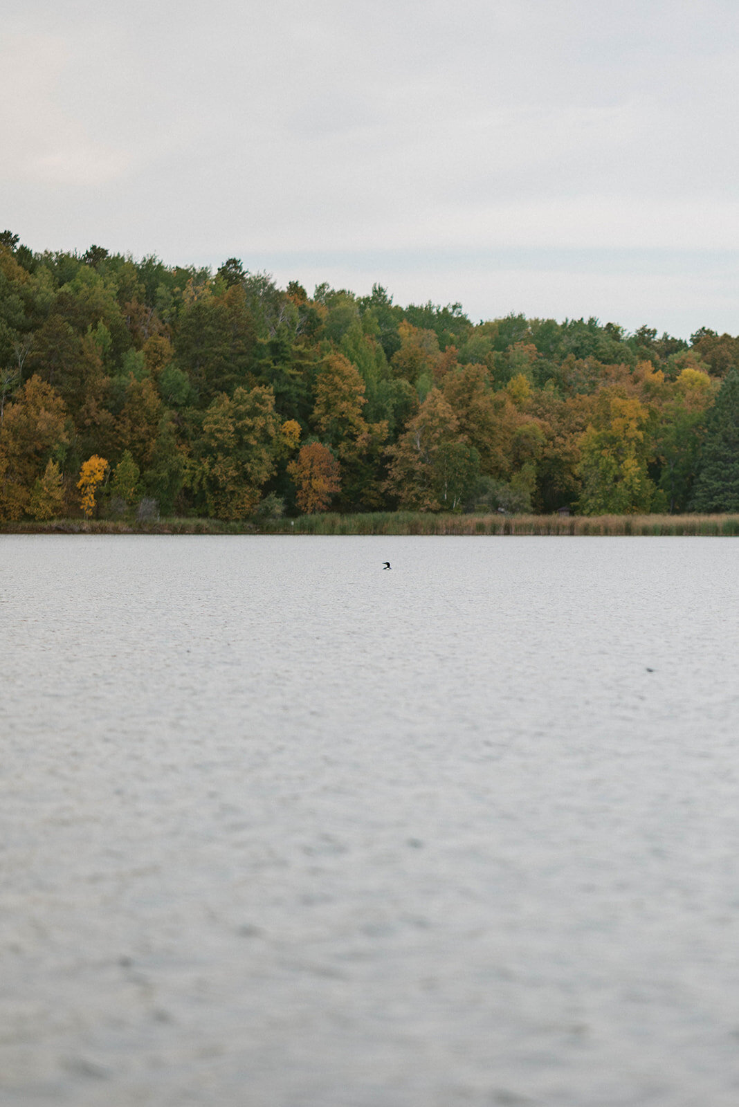 Loon in the lake
