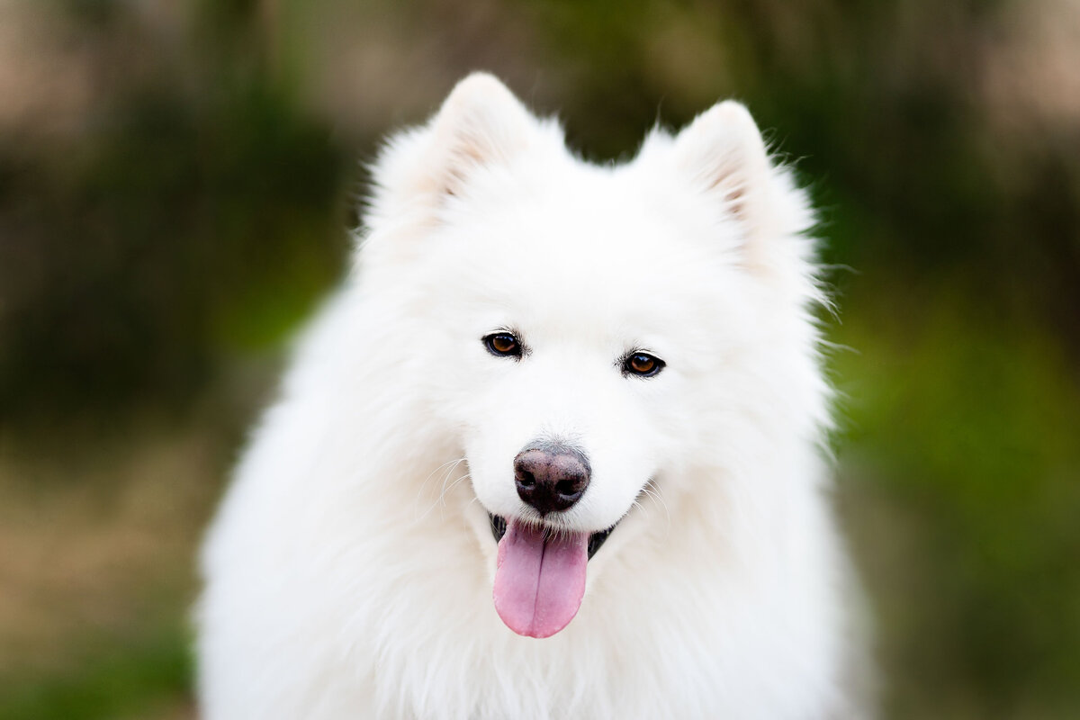 Pet Photographer Grand Junction -  245
