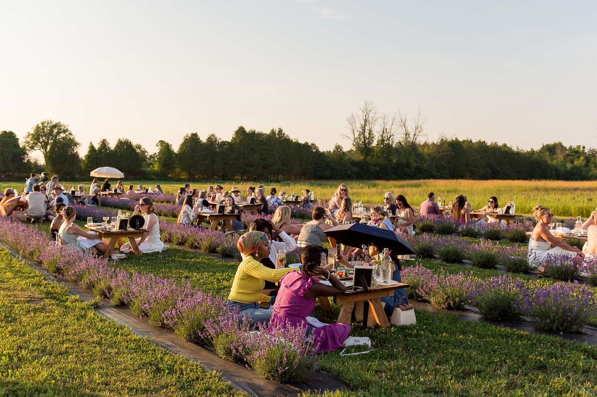a wide angle of photo of guests sitting and sharing a charcuterie picnic at Soiree in the Field.  a closeup photo of the charcuterie served to guests at Soiree in the Field.  Captured by Ottawa Event Photographer JEMMAN Photography COMMERCIAL