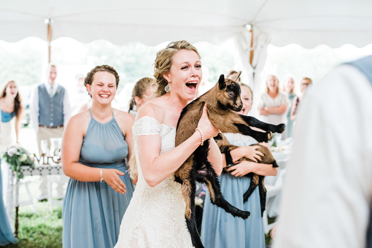 bride holding goat as surprise wedding gift at vermont farm wedding