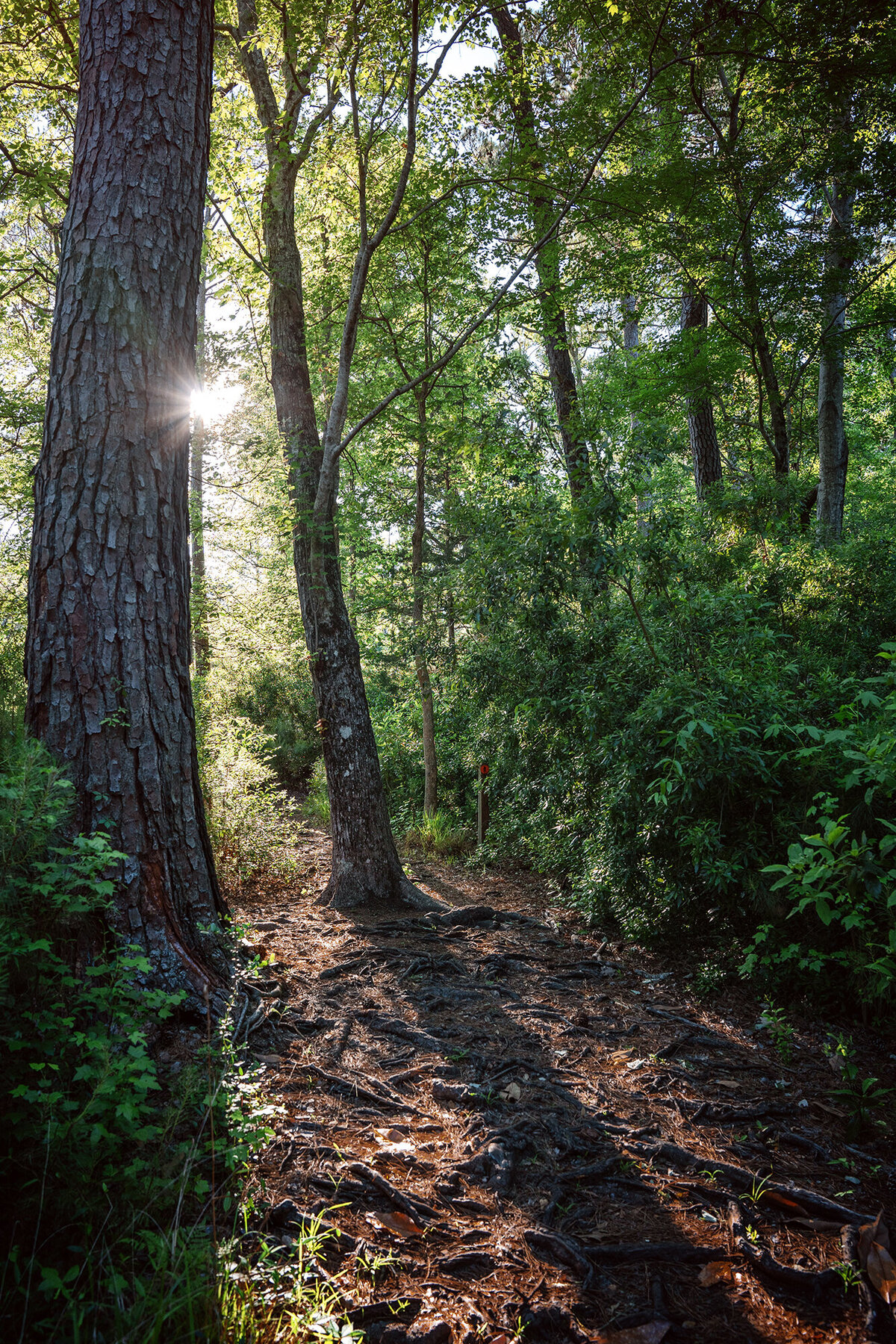 squatchin_web
