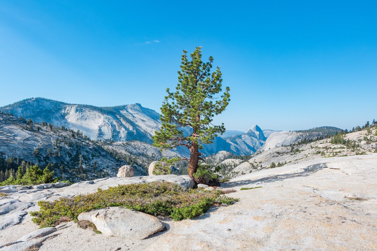 Yosemite-National-Park-Valley-California-Forest-0054