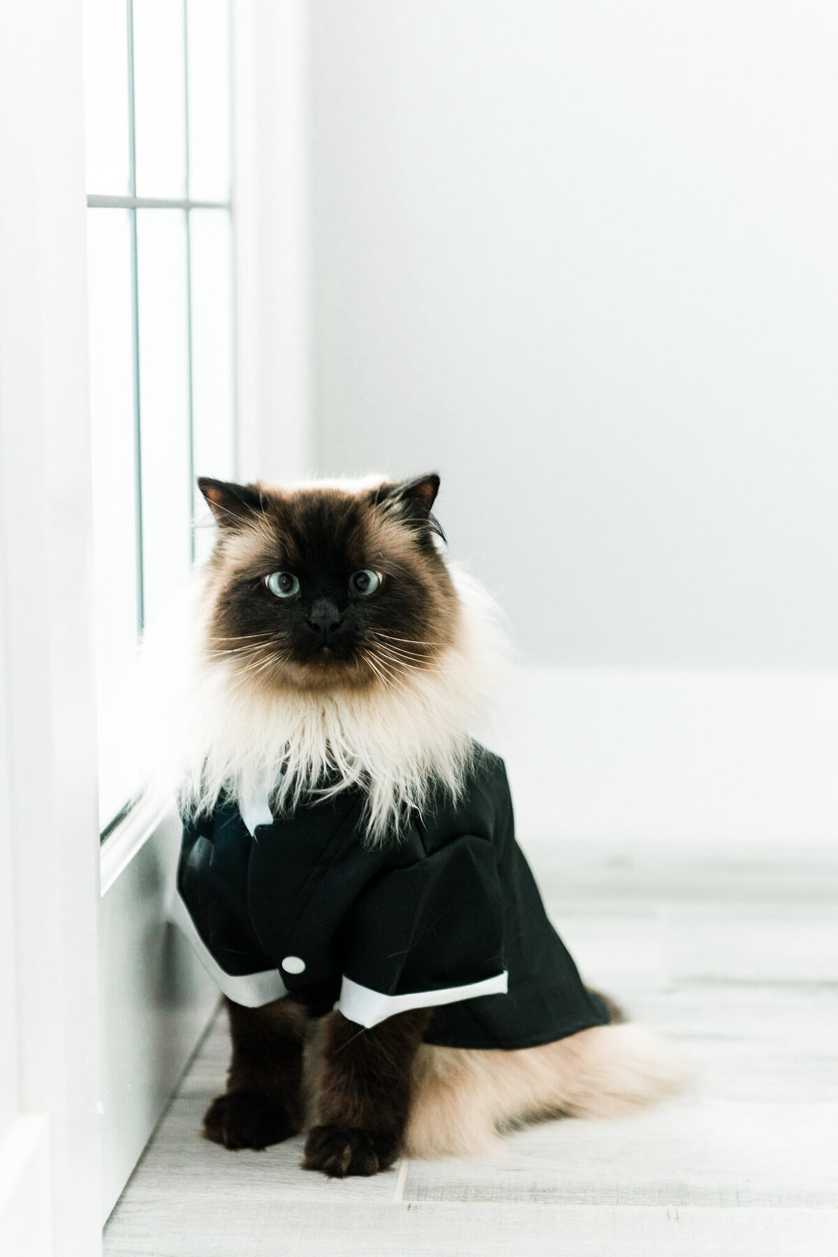 Cat dressed up for wedding