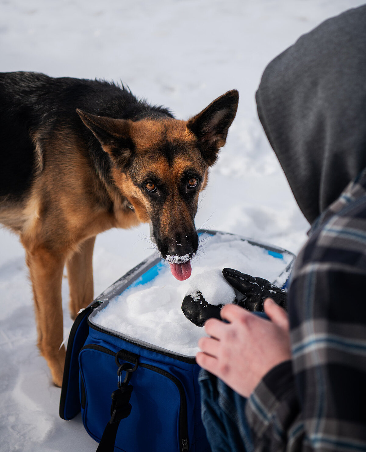 Portrait of a German Shepherd in the snow during a winter Rainbow Bridge photoshoot in Duluth, MN.