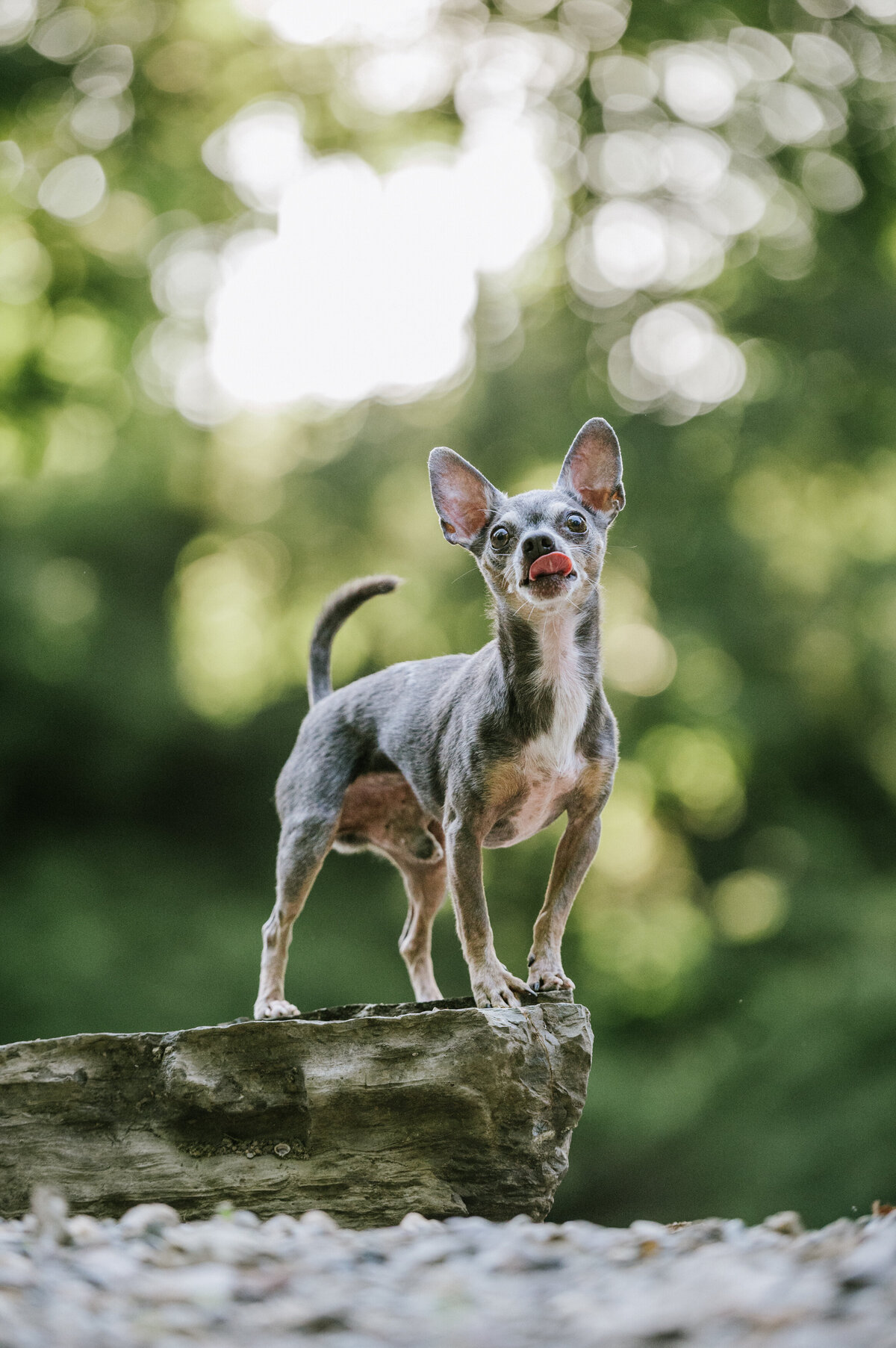 pet-photo-session-river