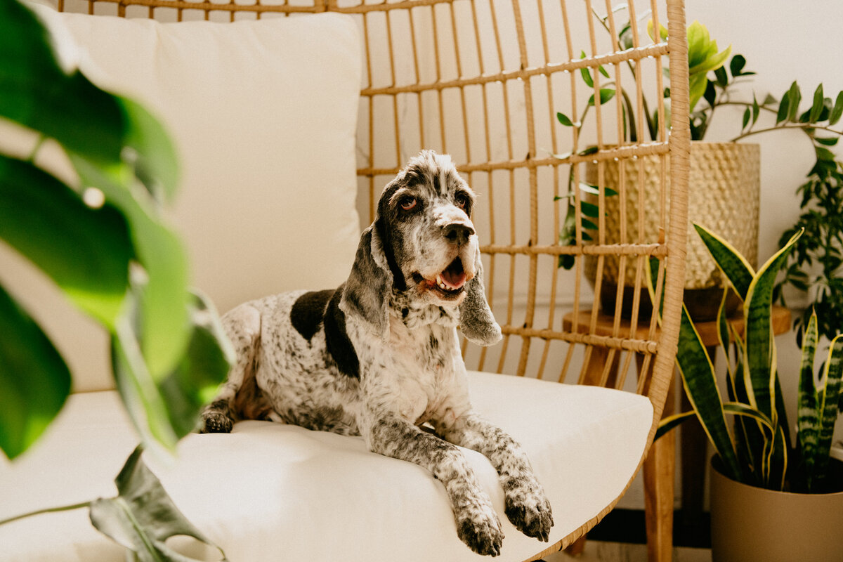 dog in milwaukee photo studio