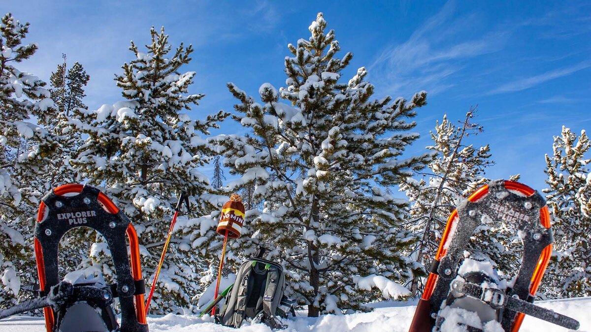 Medicine-Bow-National-Forest-Winter-Wildlife-Snowshoe-Albany-County-7