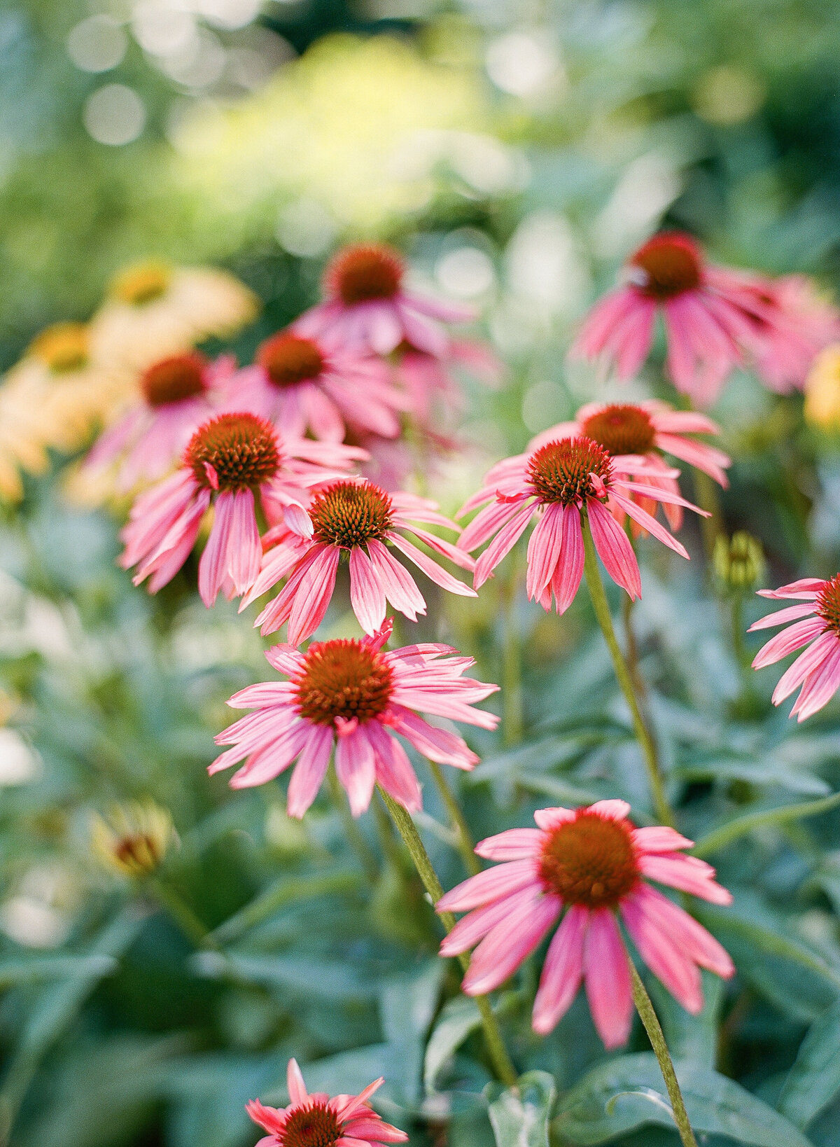 Filoli engagement photos in summer-6