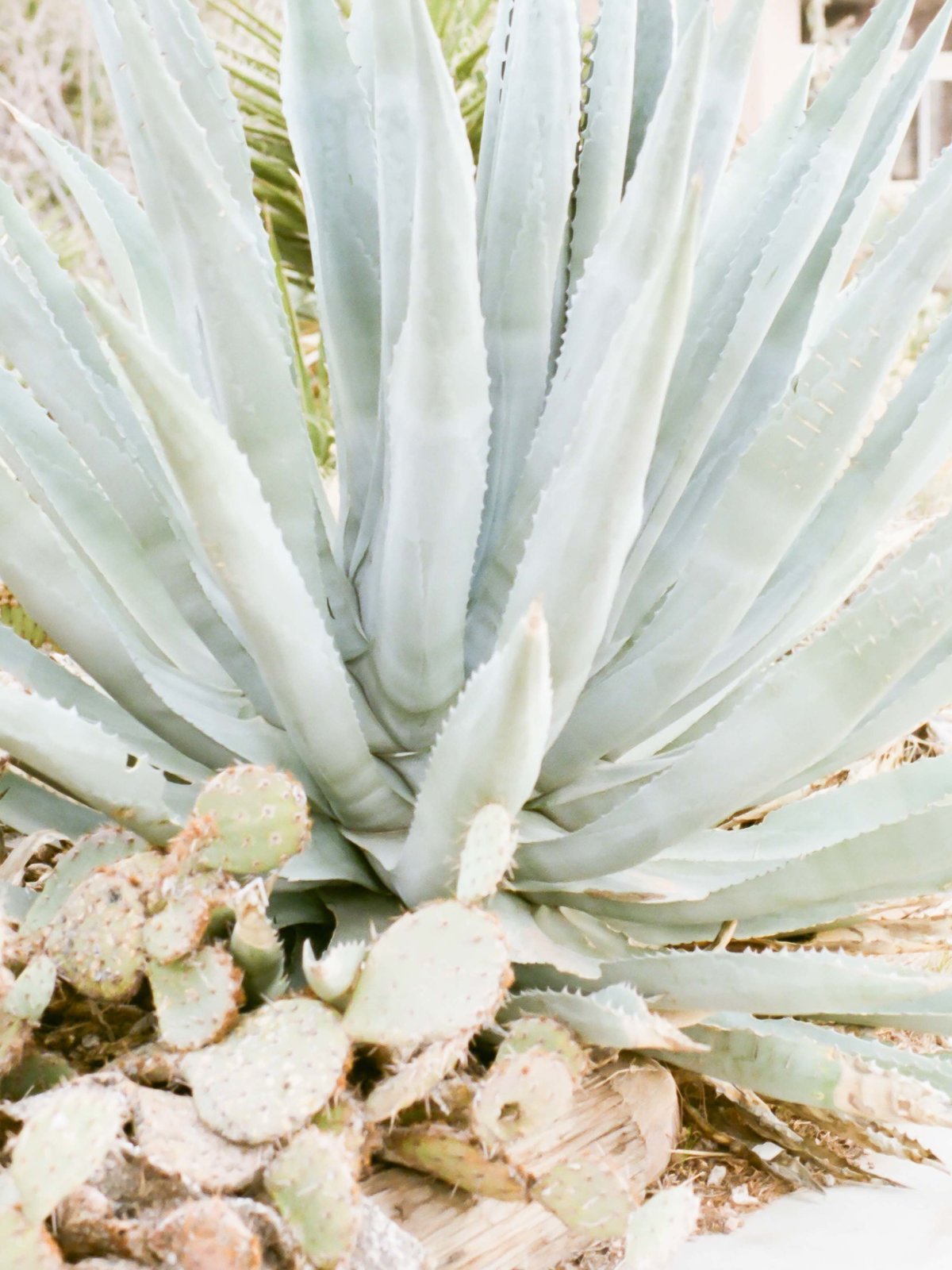 Editorial Wedding- Red Rock- Nevada-24