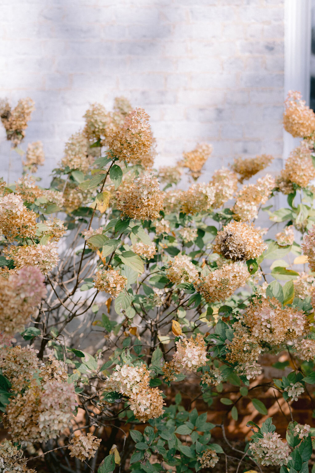 NikkiSanterre_EastCoastLuxuryWeddingPhotographer_CaitieHanrahan_KeswickHallWedding_Jac&Zach-623