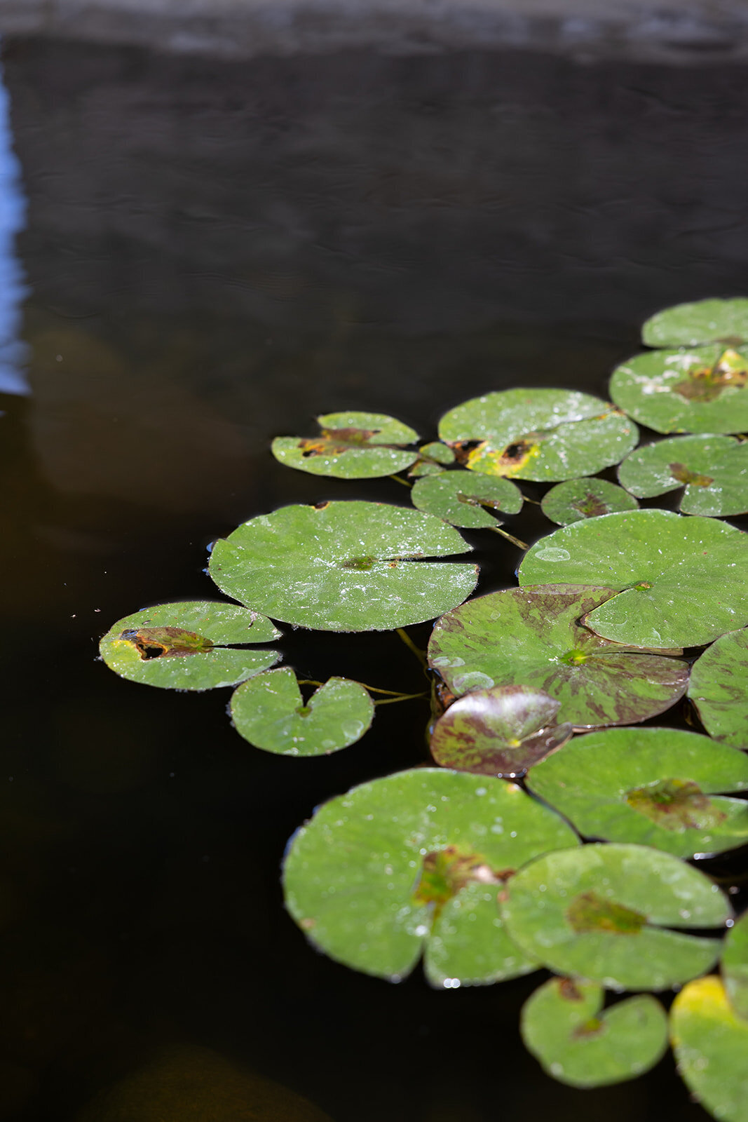 Green lily pads floating on dark water