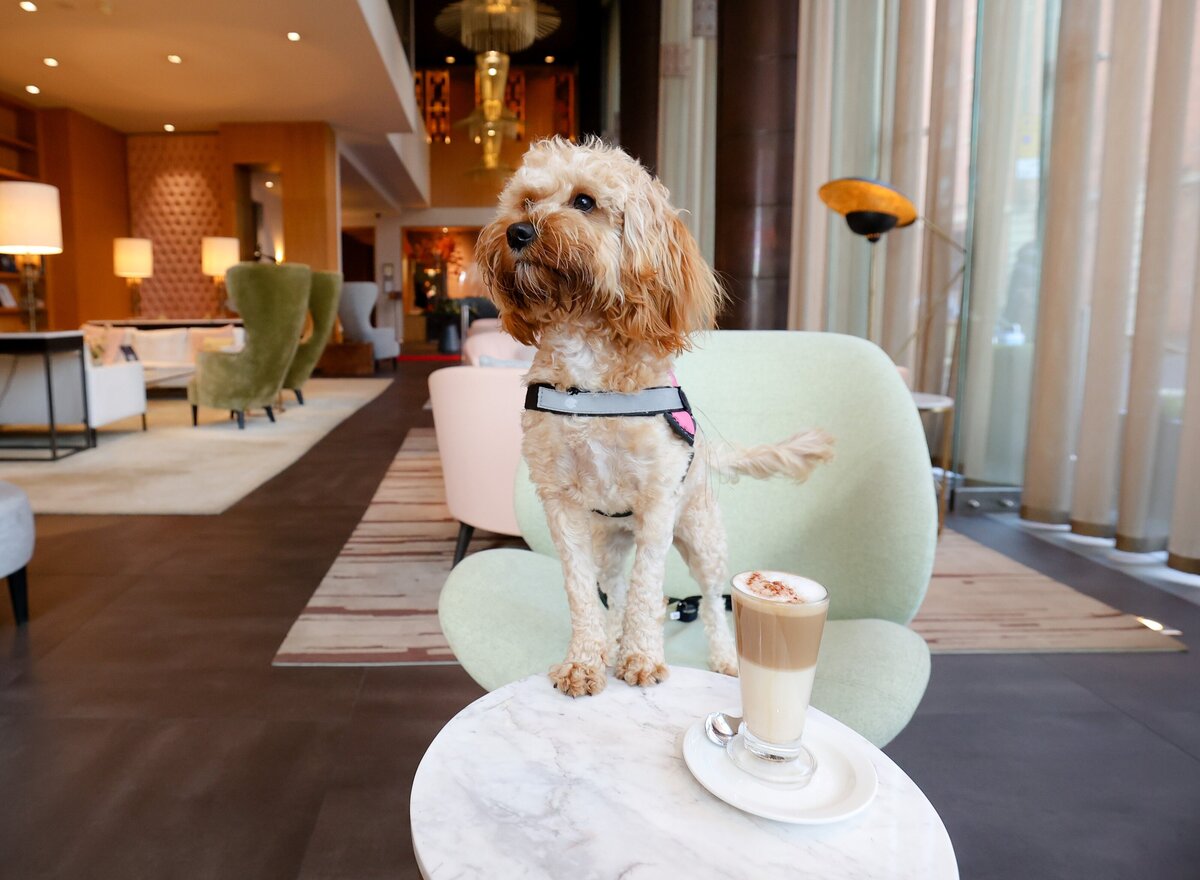 Waterstone - Fitzwilliam Hotel - Belfast - Luxury Boutique Hotel - 5 Fitzwilliam Hotel Belfast Dog Friendly