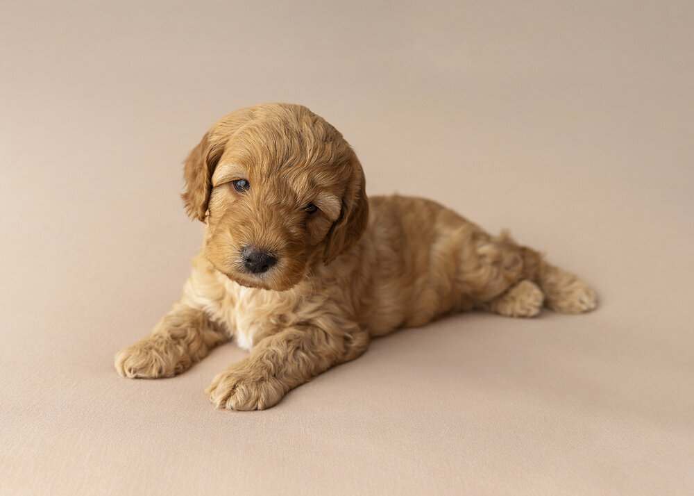 PETS_PUPPYCAVOODLE_GOLDENPUPPIES