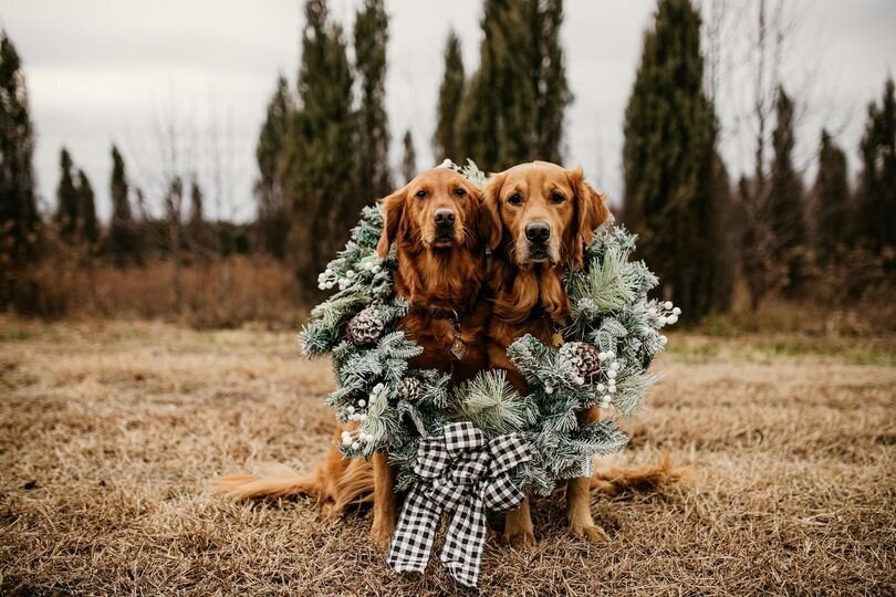 dogs in wreath