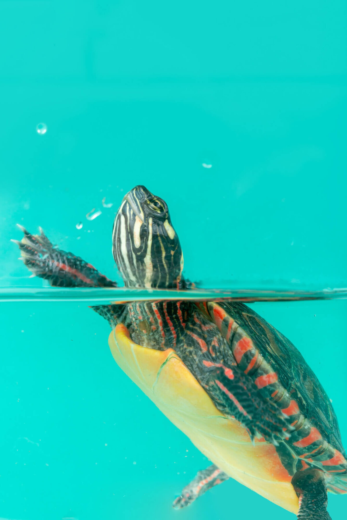 Aquatic turtle swimming in water on teal backdrop