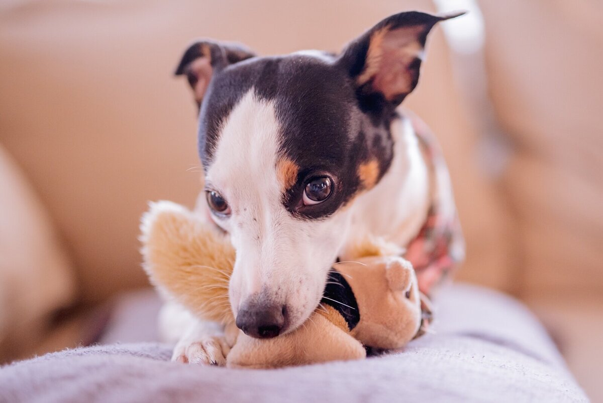 043-buttons-and-bones-luxury-dog-photo