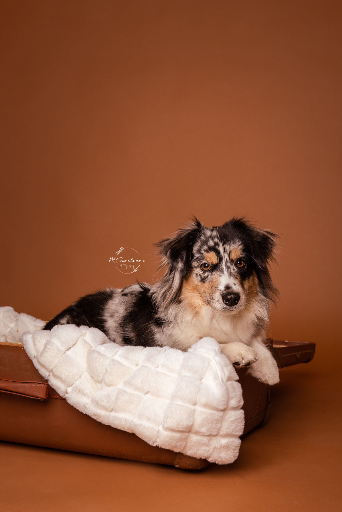 Australische herder in antieke koffer tijdens een hondenfotoshoot in de studio te Geel