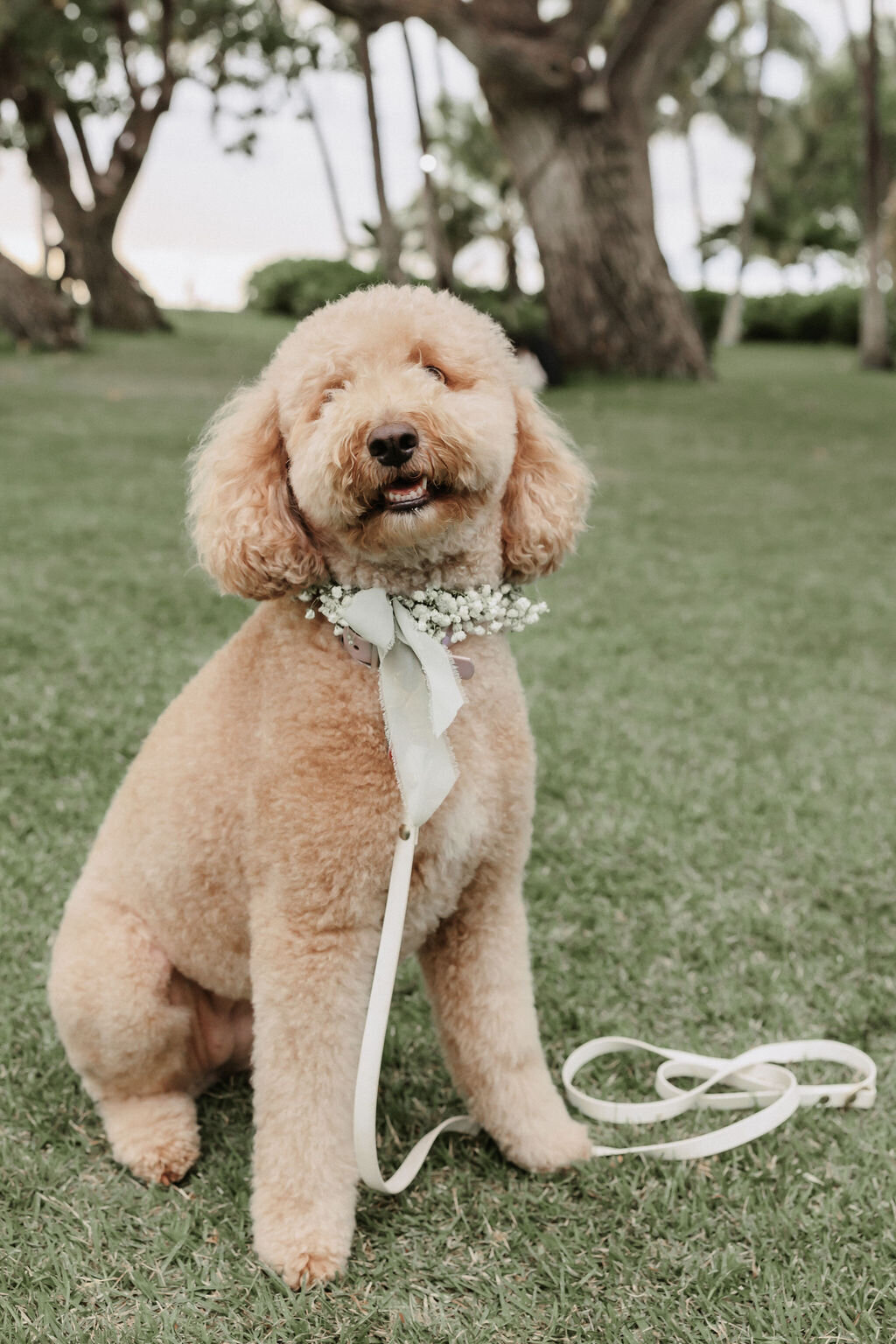 dog smiling wearing a lei around its collar in hawaii