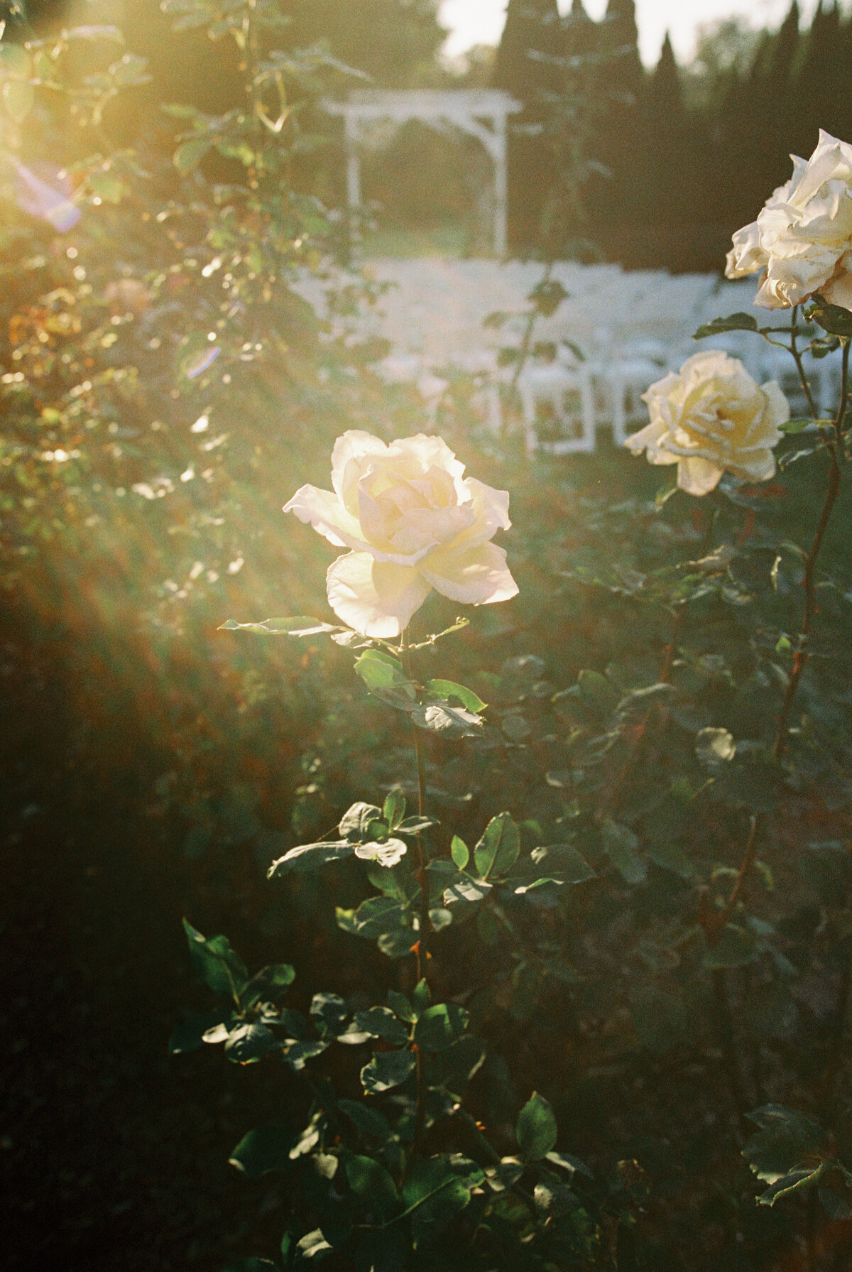film-tess-tyler-alex-mccormick-photography-27 (1)