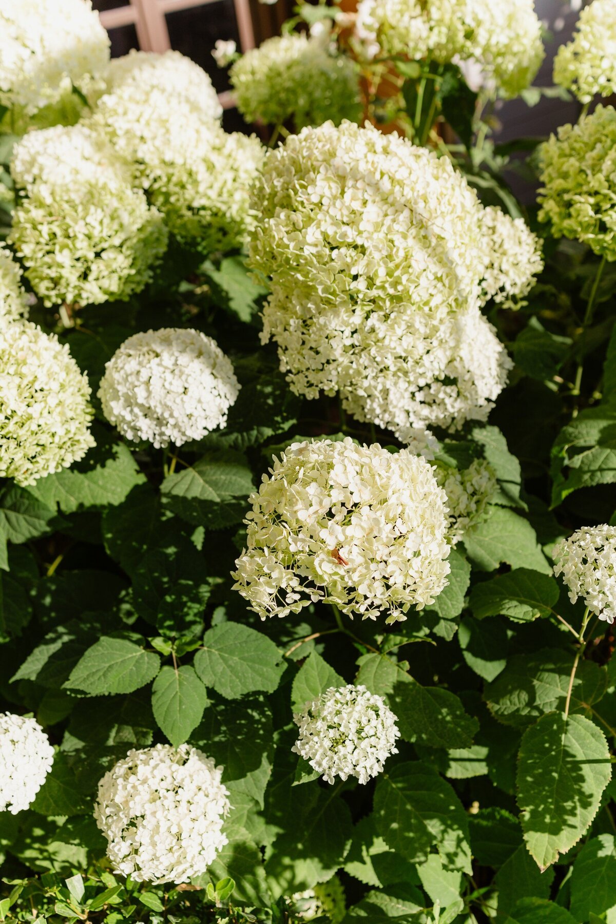Organic_Wedding_Château_Gaude _Provence_florist_Capucineatelierfloral563