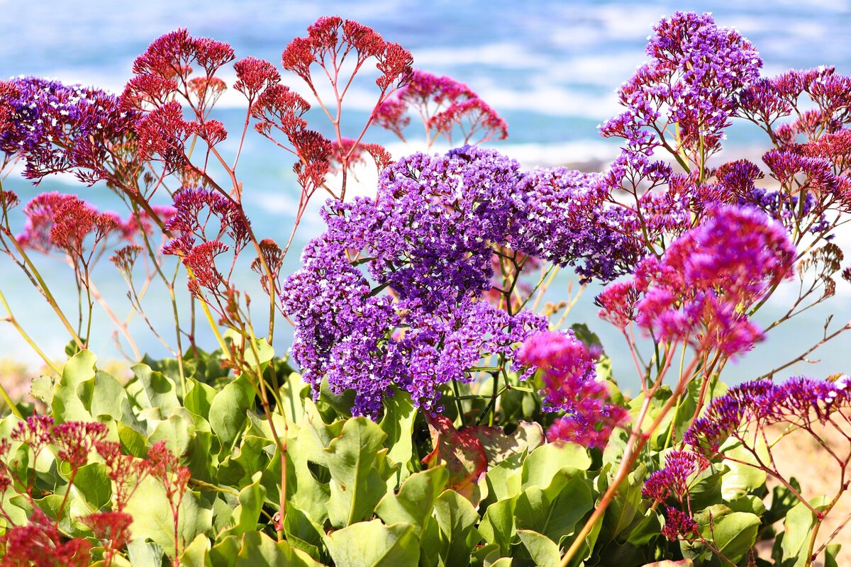 Belleza Sol - Landscape (80)