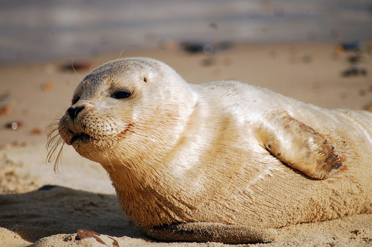 Trouwen Texel Activiteiten