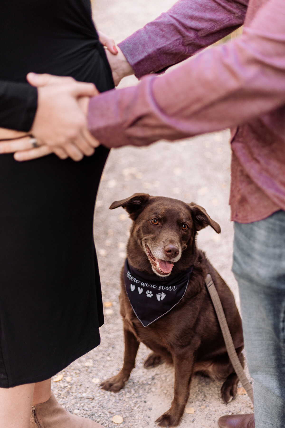 maternity-portrait-with-dog