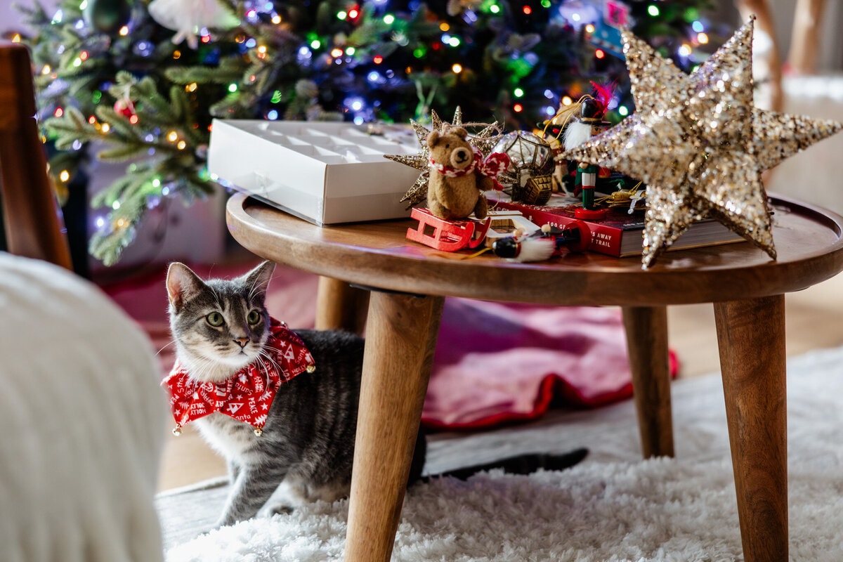 houston-christmas-mini-sessions-2024_106
