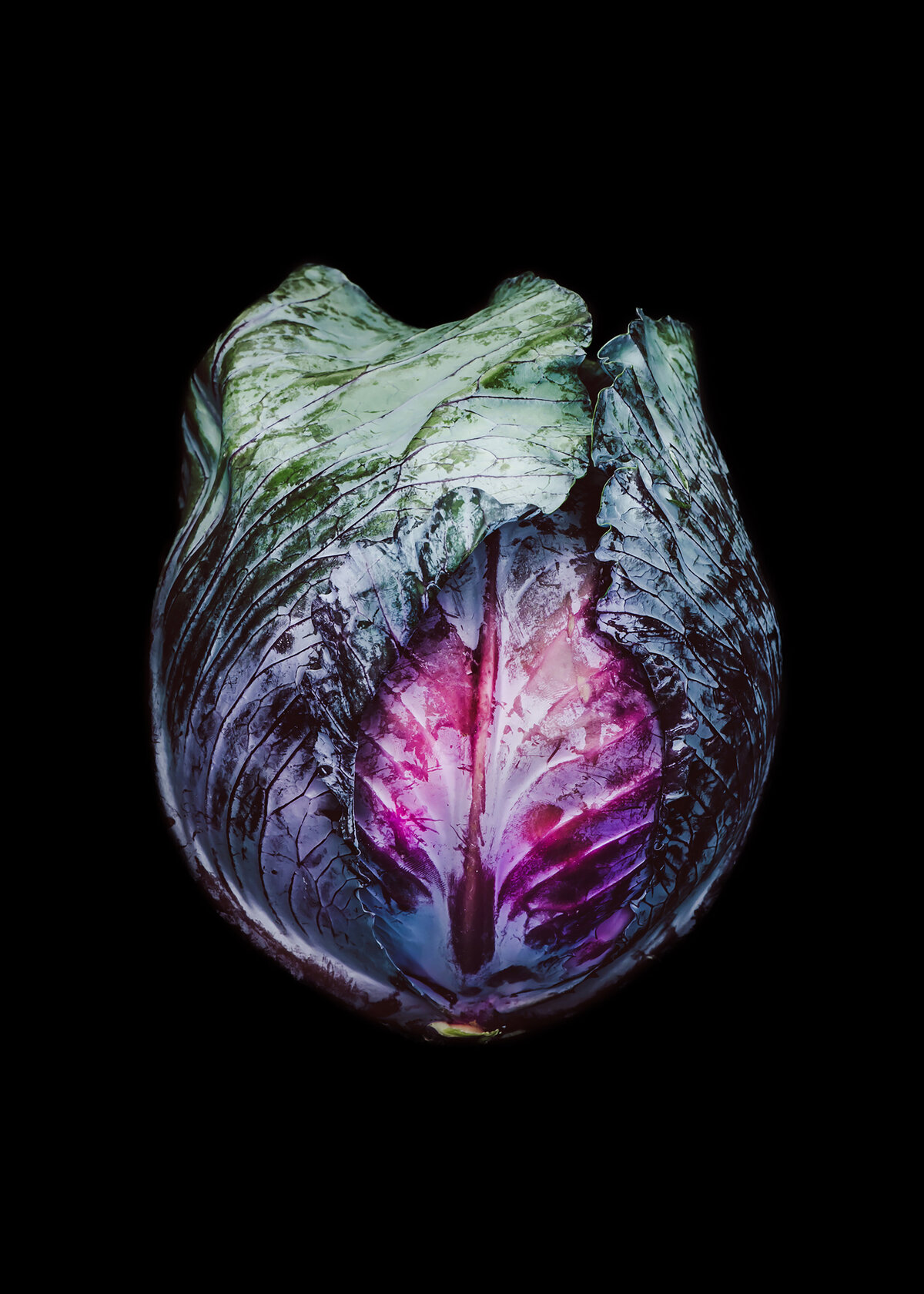 cabbage-5x7R-sm