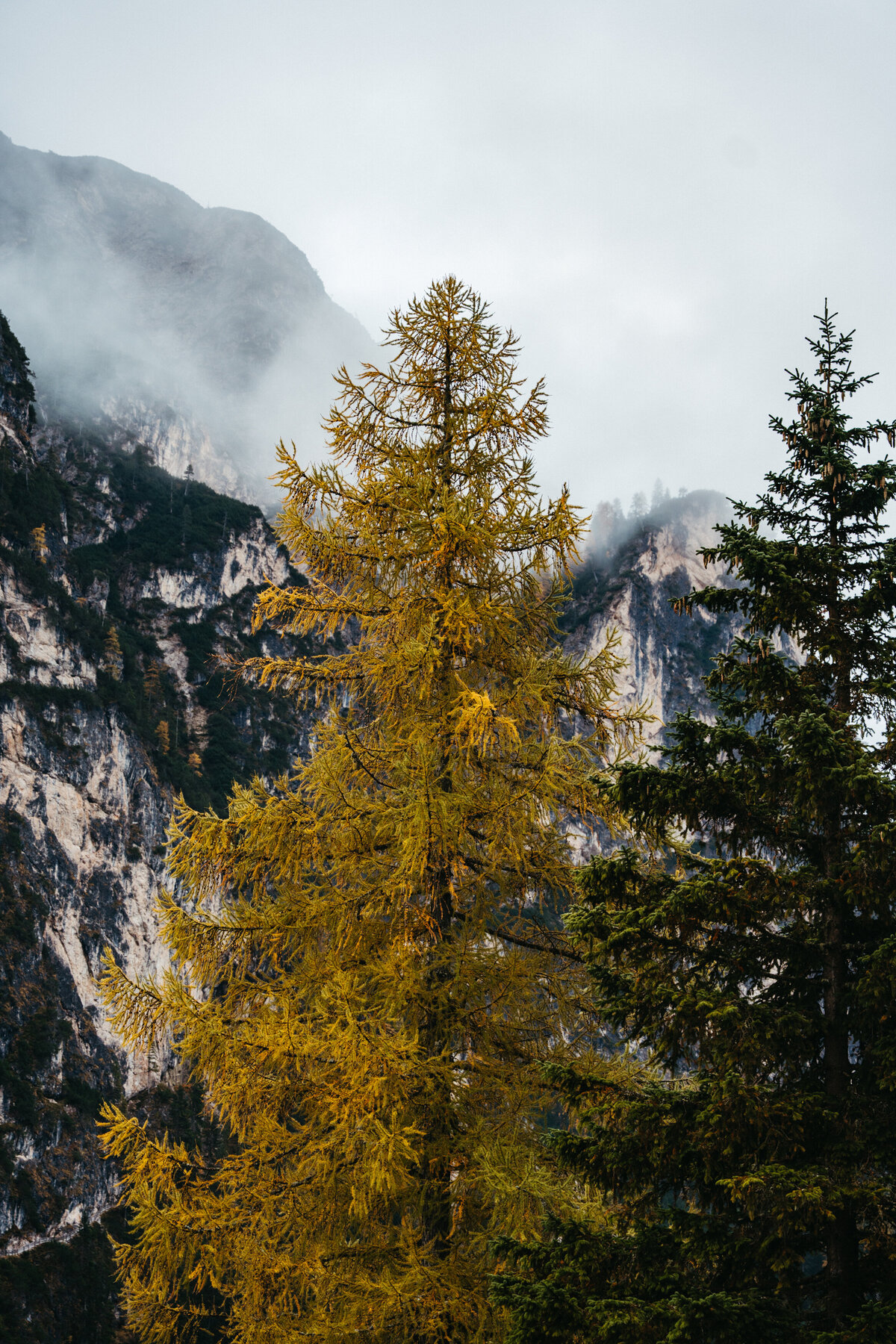 Golden larch tree with misty Dolomites backdrop