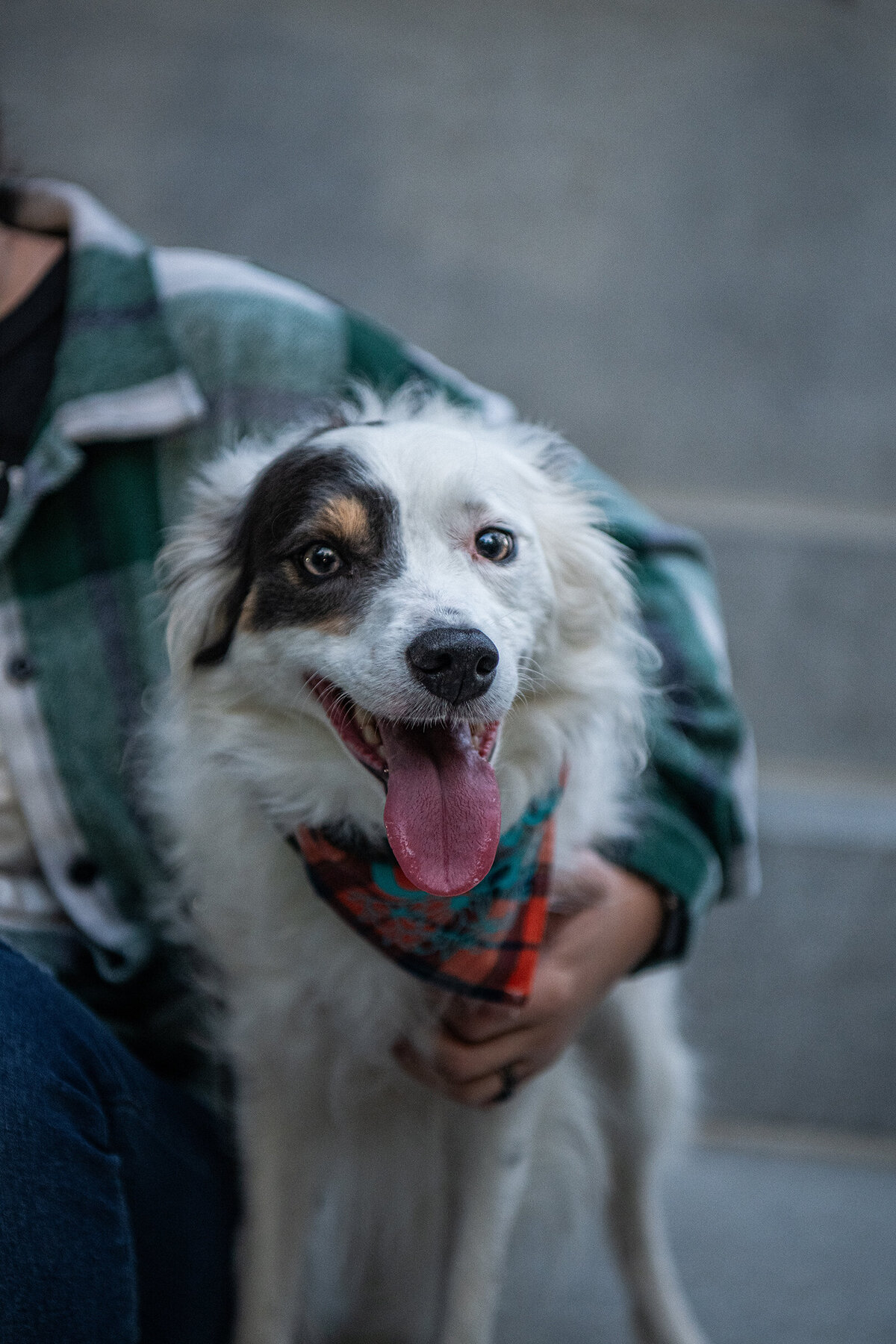 A mostly white border collie is sitting with her handler's arm around her during a photoshoot. Work by Duluth-based pet photographer Joanna of Paddle Paws Photography.