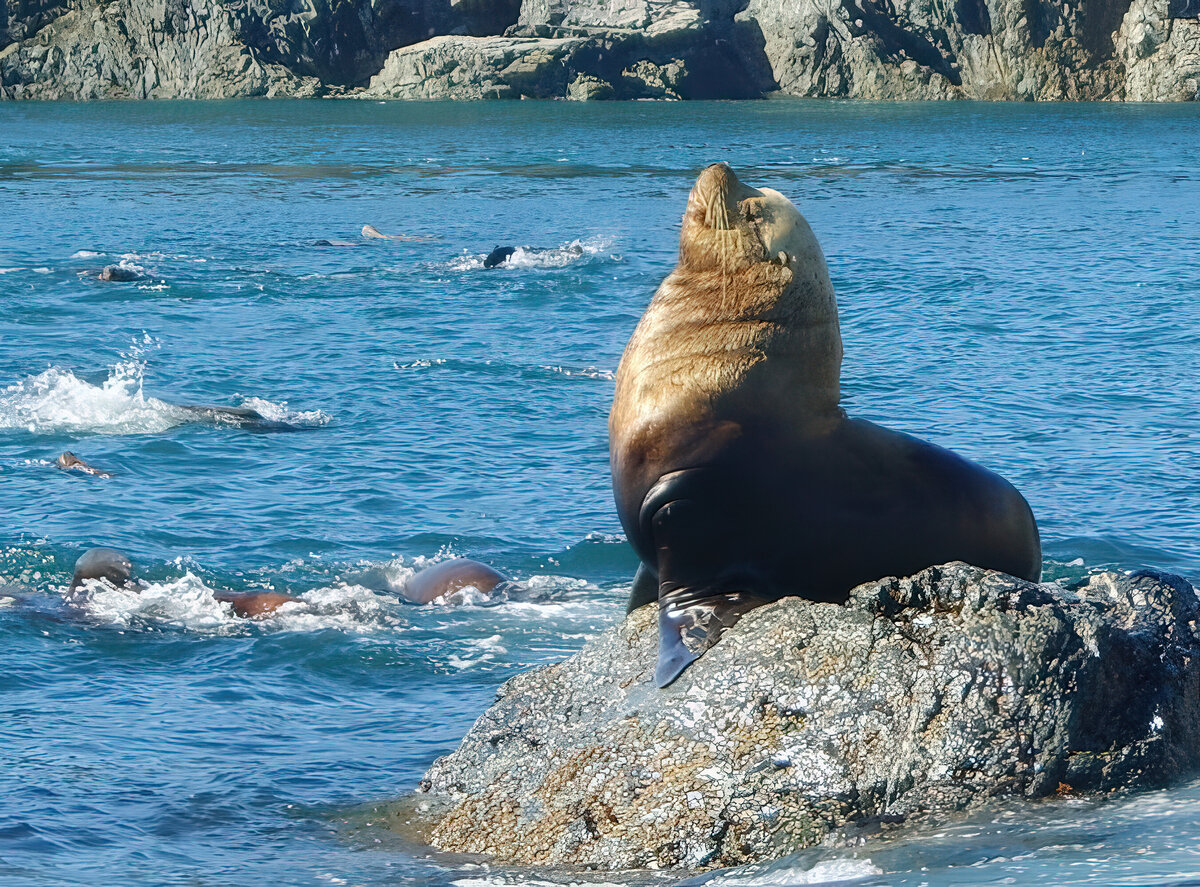 Proud Sealion