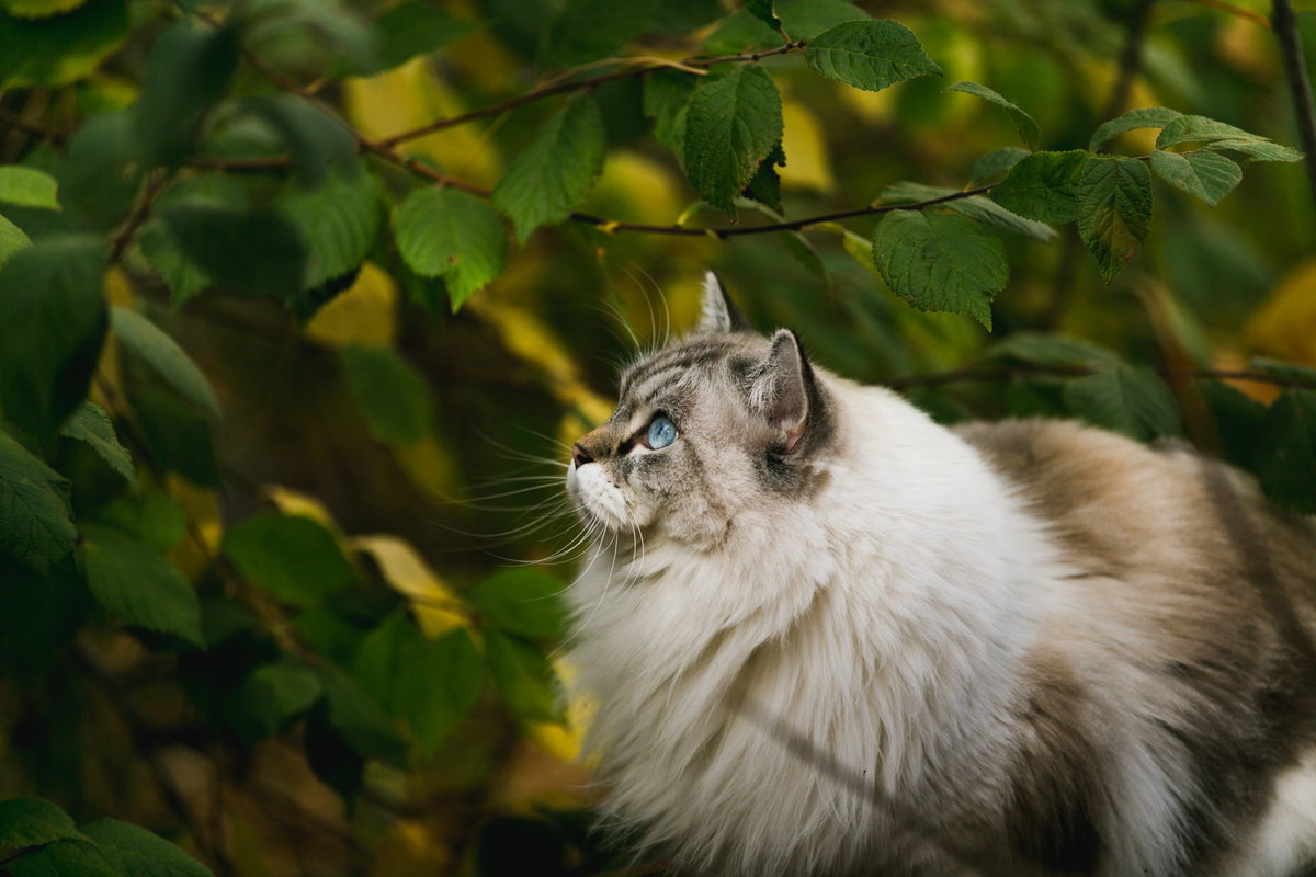 handsome cat with blue eyes sits in front of a tree