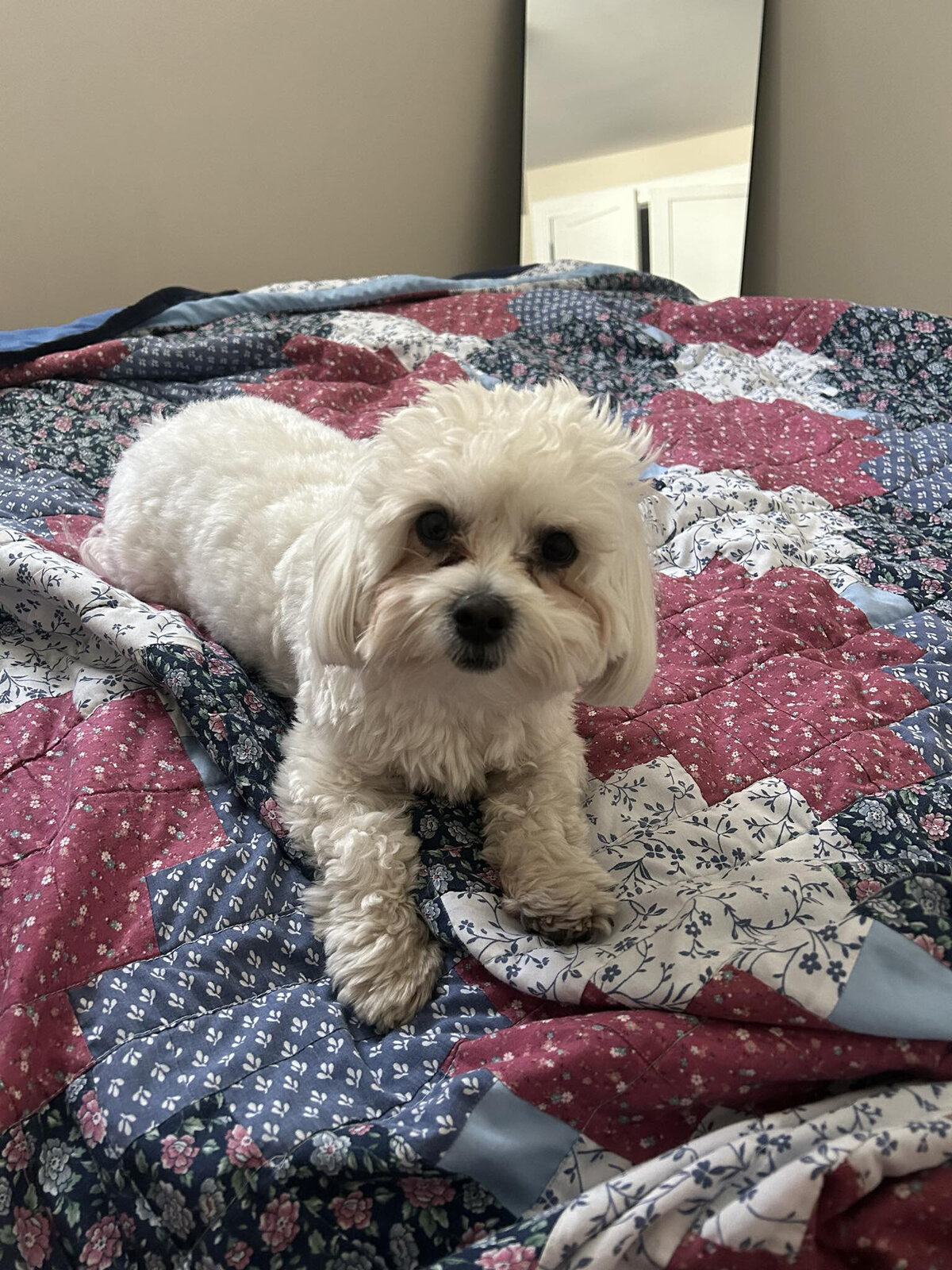 HamiltonToronto-PetSitting-002