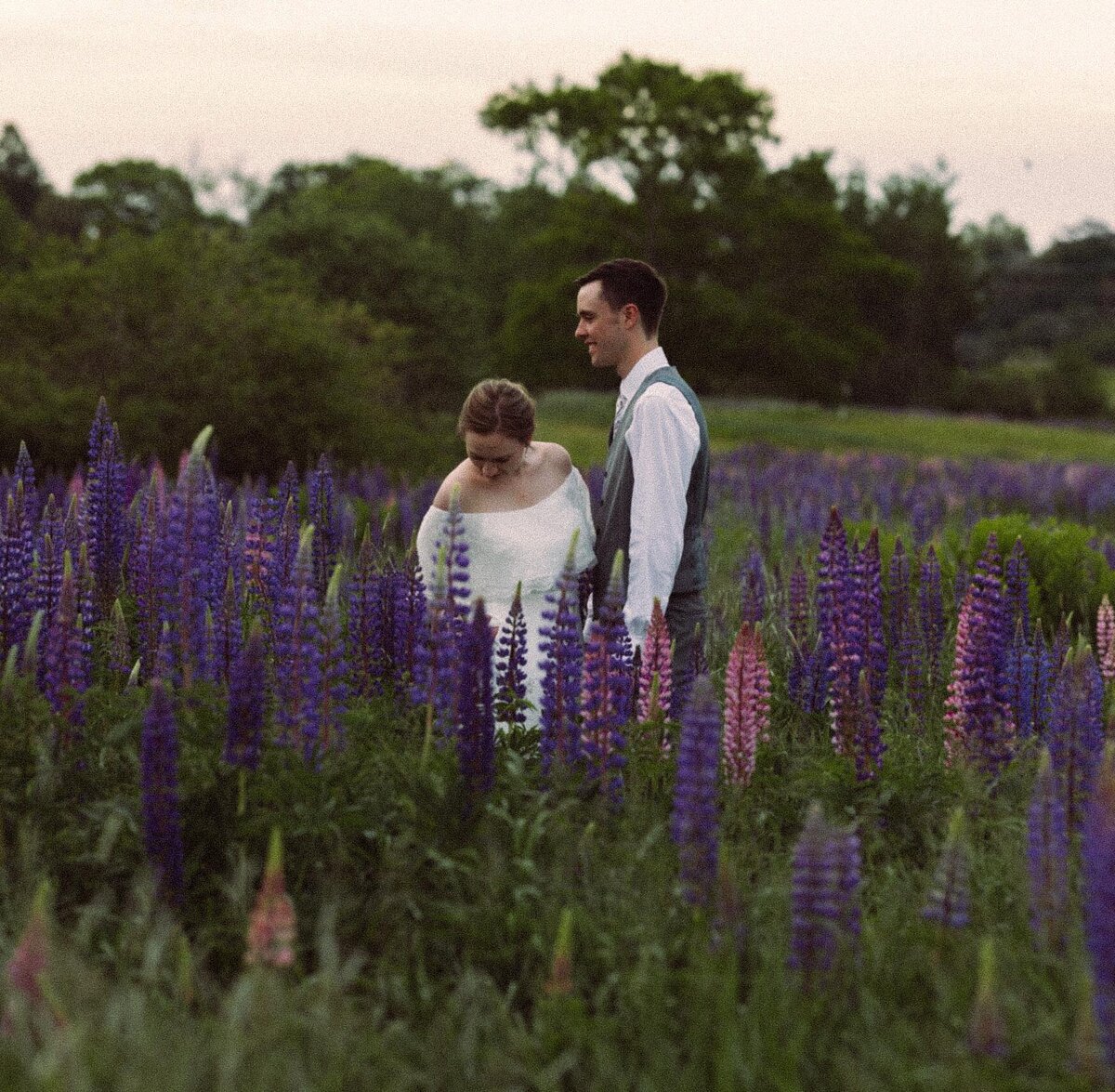 Viewing Lupines in Maine
