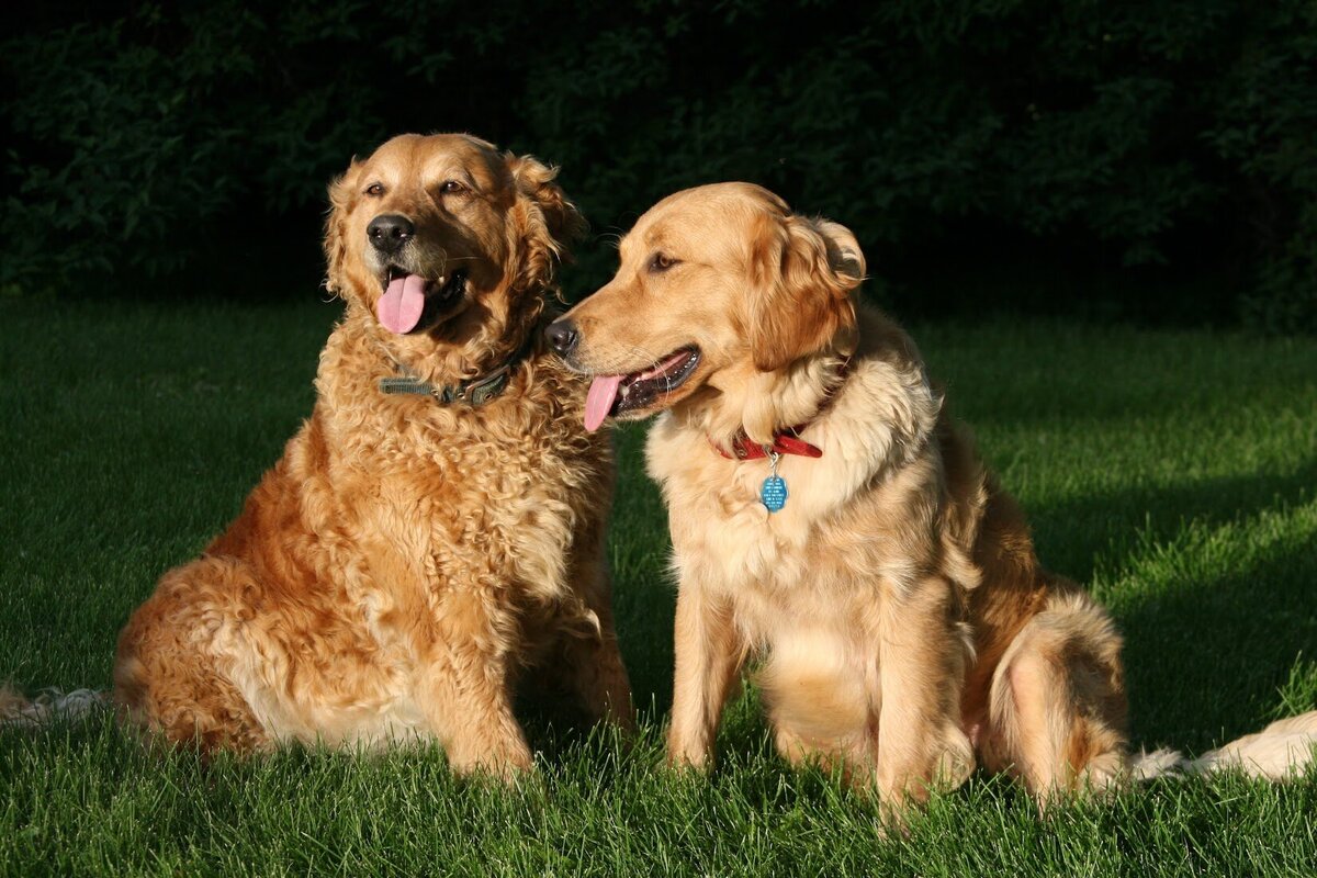Appelgate-Golden-Retriever-Puppies-Rose-13