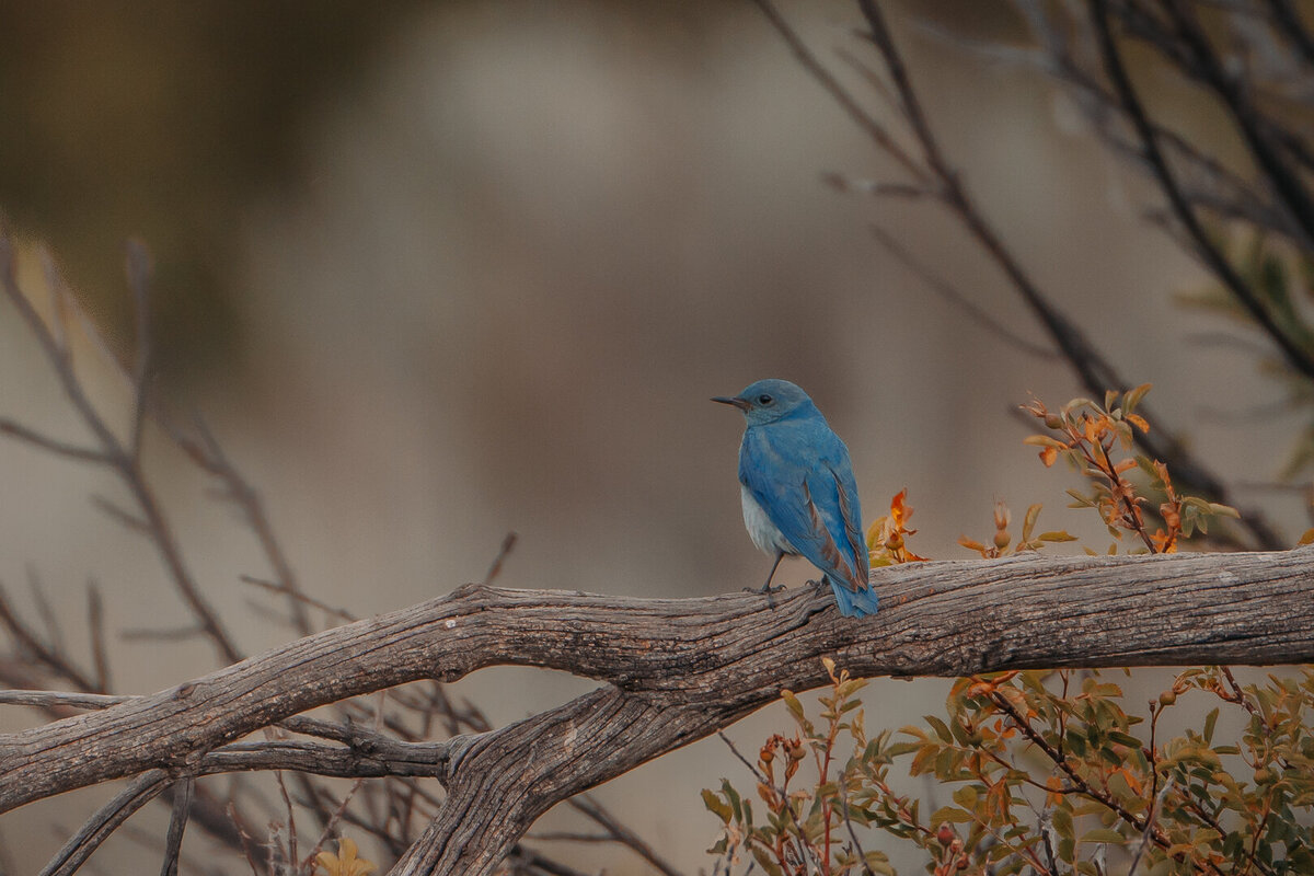 EDP Wildlife-230702-025