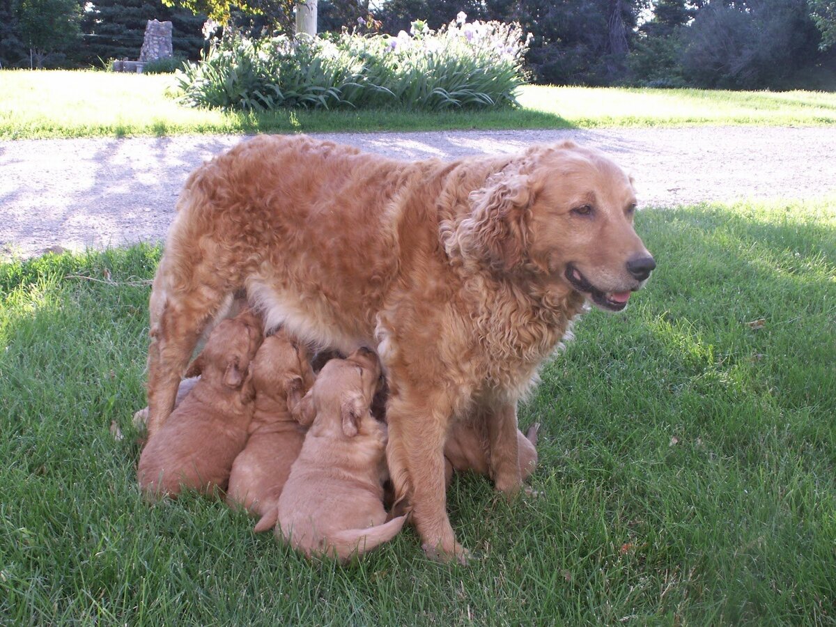 Appelgate-Golden-Retriever-Puppies-Rose-9