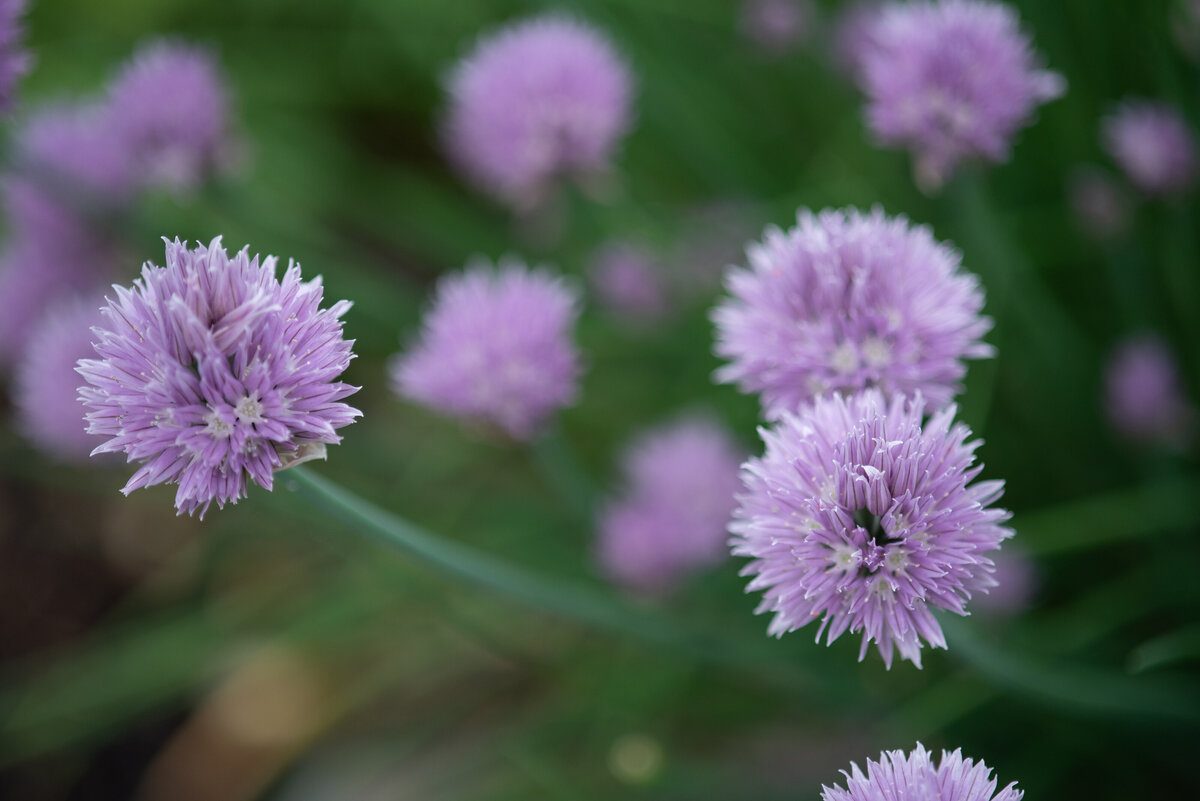 Close up photo of Purple flowers - Photo taken by Dripping Springs Texas based Lydia Teague Photography.