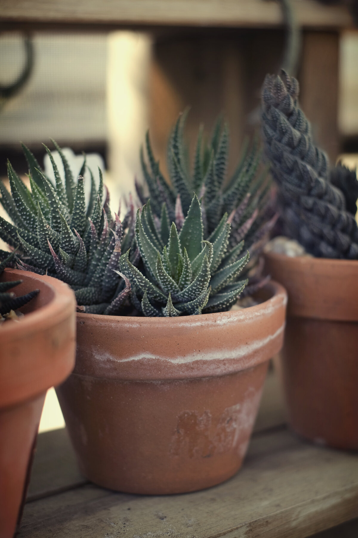 2011Feb14_USFgardens_0008